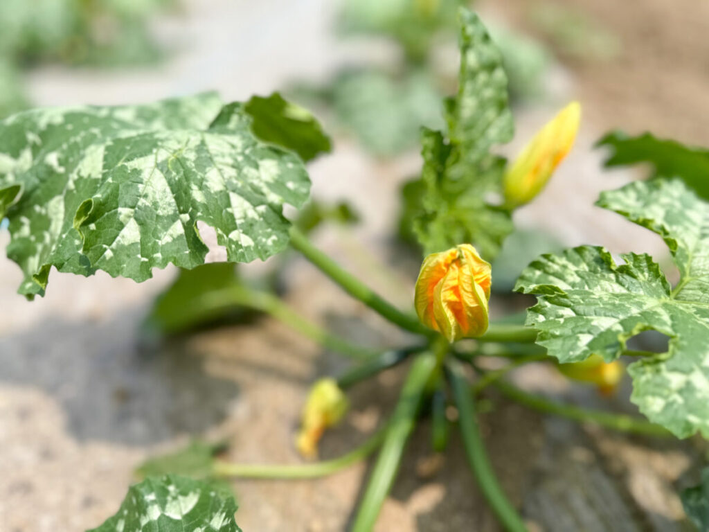 ズッキーニの花
